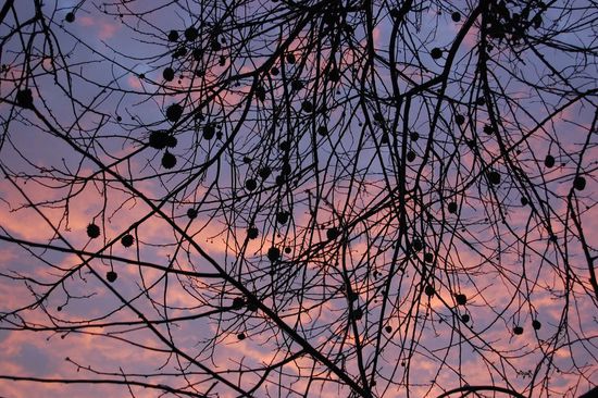 Oder doch unter einem blätterlosen Herbstwald? 