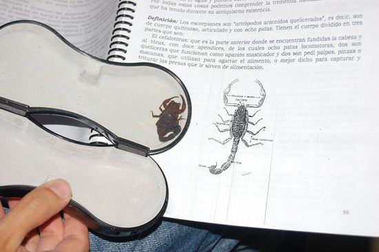 Als wir im Erste-Hilfe-Kurs Skorpionstiche und Schlangenbisse durchgenommen haben, trieben die Jungs prompt ein lebendes Exemplar auf!