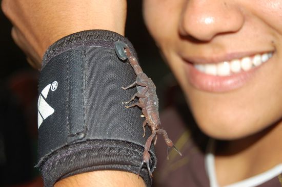 Marlow war verrückt genug, sich den Skorpíon über den Arm laufen zu lassen. 