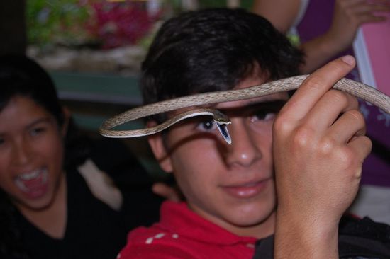 Echt und bedrohlich - zum Glück aber ungiftig!