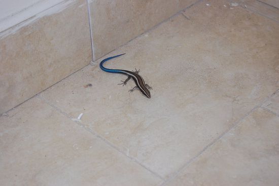 Mitbewohner in unserem Zimmer