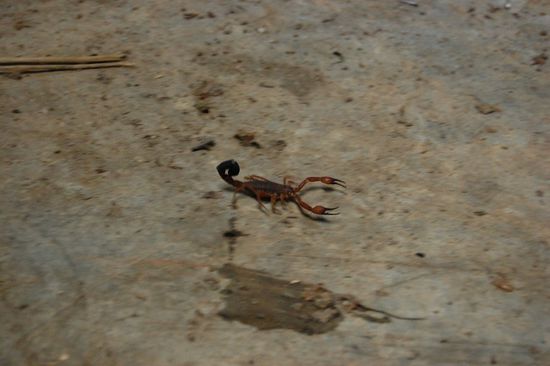 Ein Skorpion lief uns Angriffslustig über den Weg!