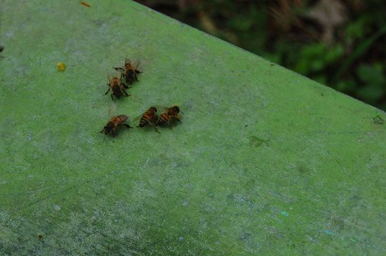 Bienen kommunizieren über Tänze.