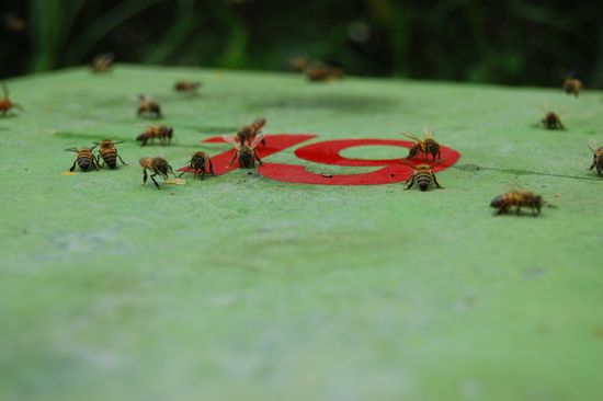 Die Tanzfläche ist voller Bienen 
