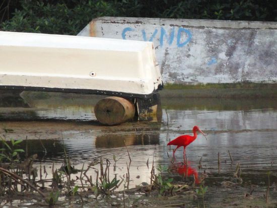 Vor dem Abfahren konnten wir noch einen knallroten Flamingo beobachten! Genial!