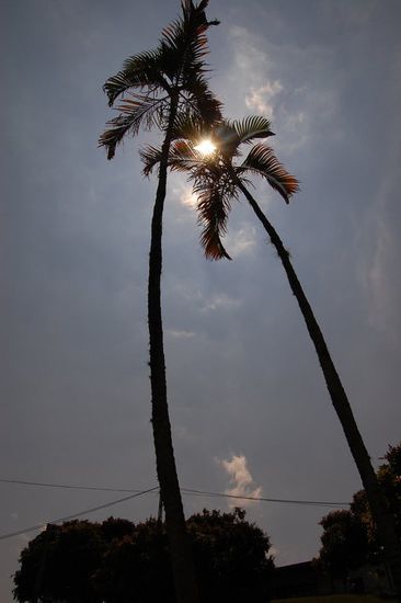 Palmen in der prallen Mittagssonne.