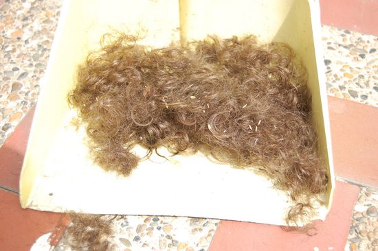 Nun ist das Schäfchen geschoren! Danke Mirjam! 