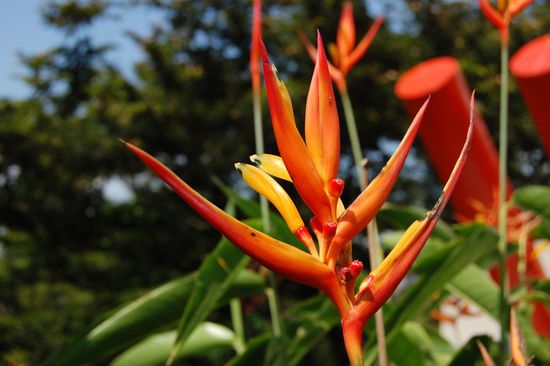 exotisches Blümchen