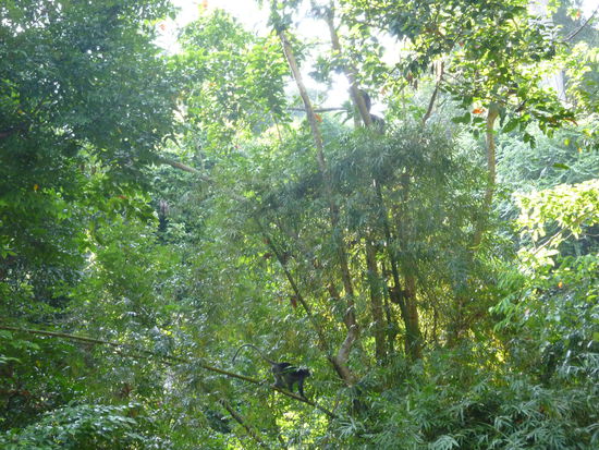 ...und immer wieder Begegnungen mit Affen.... ...Juhu