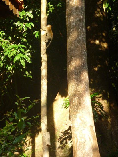 ...noch mehr Affen...