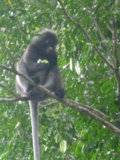 ...der war lieb und futterte friedlich auf einem Baum die Früchte...