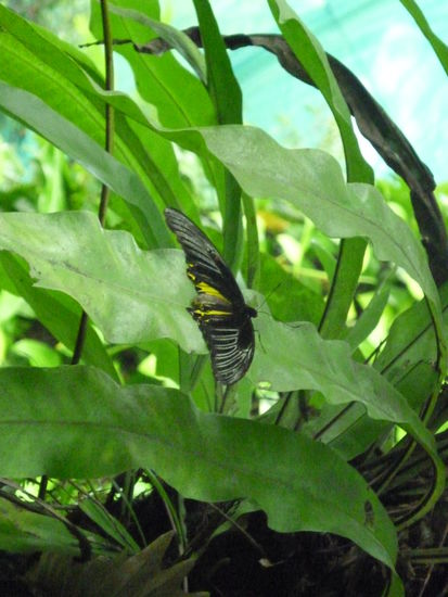 das ist der ...???.... - na, wer kennt ihn??