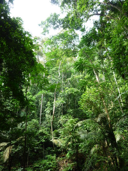 Bäume, Palmen......Bäume, Palmen.....usw. 