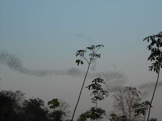 ....viele viele viele Fledermäuse flattern in den Abendhimmel - wow!!