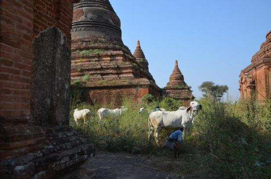 ...da kommt einfach mal ein Rinderherde vorbei.... 