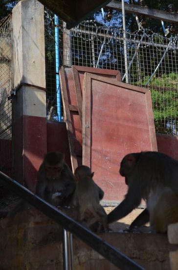 Gib dem Affen Reis, baby.... 