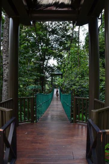 Jaaaaa - ein Canopy Walk !!! 