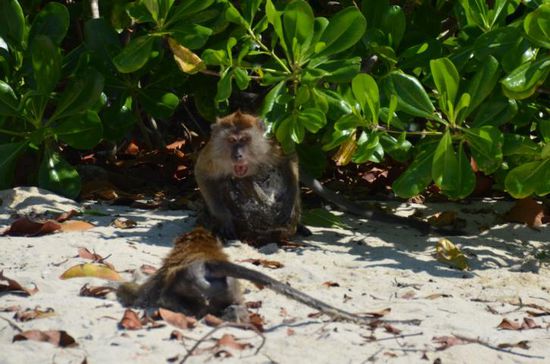 Der Anführer wollte seinen Fund nicht teilen und wies den jungen Affen durch lautes Fauchen in die Schranken!! Der sich sofort unterwarf... 