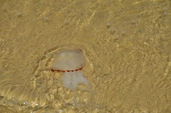 ...hübsch sind sie ja irgendwie.. 