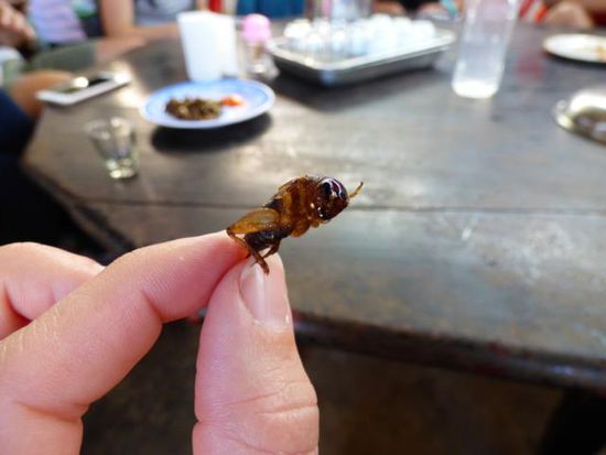 gebratene/frittierte Heuschrecke