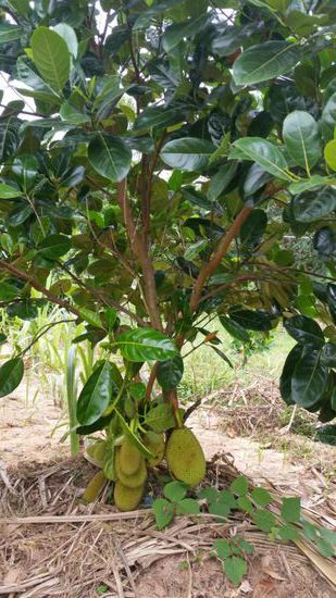 Jack-Fruit
