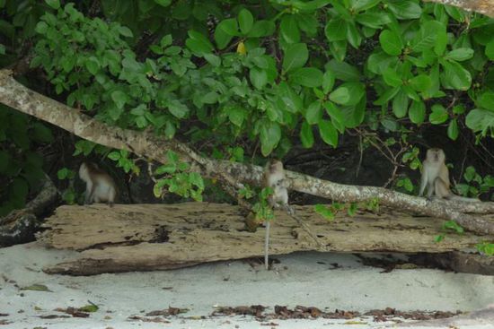Da sind sie wieder......die Diebe  