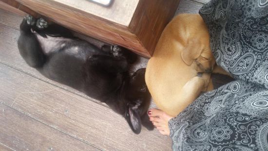 meine beiden kleinen Freunde in meinem Hotel 