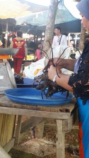 zusammengebundene frische lebende Krebse