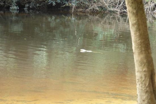 Schlange oder Waran? Ich tippe auf Waran ....