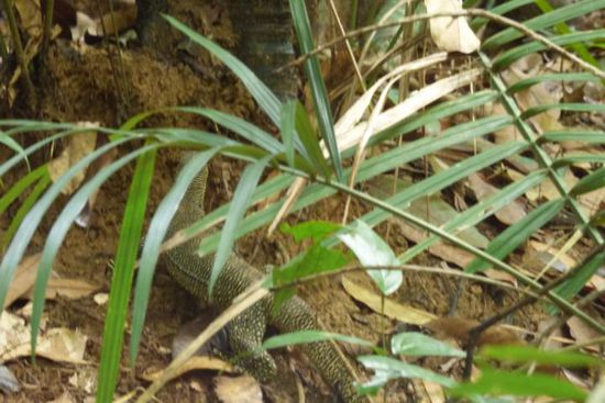 der kleine Geselle war auf der Flucht
