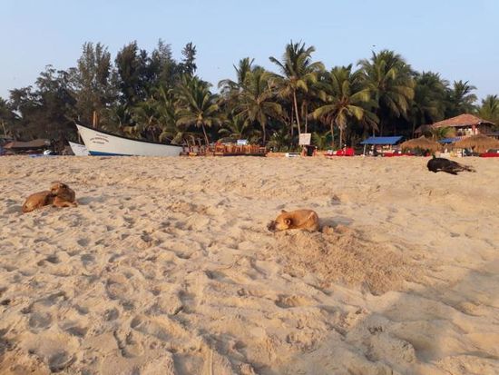 ....friedlich und unbehelligt schlafen die Hunde in der Sonne des späten Nachmittags im Sand ...