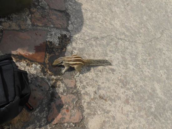 Wasser !?! Als wir ihnen etwas Wasser hingossen, waren sie sofort dran .... sie hatten wohl Durst ....