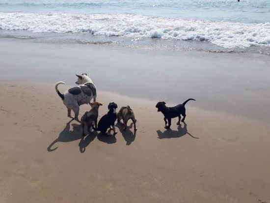 ....allgegenwärtig: Hunde am Strand