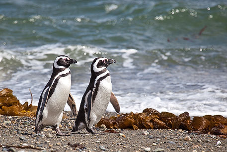 Pinguine am Lago Otway