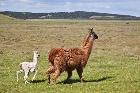 Lamas an der Route 40
