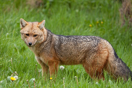 Andenfuchs N.P. Torres del Paine