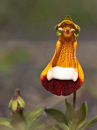 Calceolaria uniflora