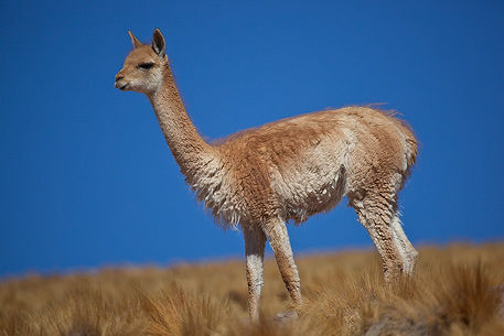 Guanaco