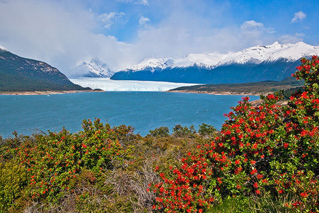Glacier Perito Moreno im VG der Feuerbusch
