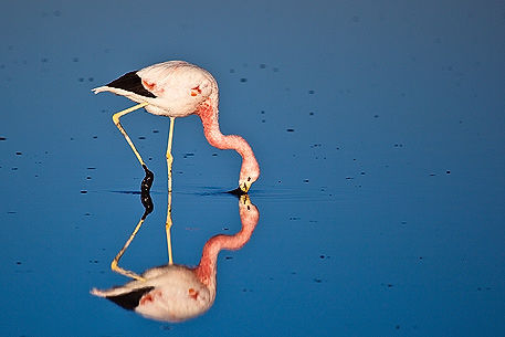 Chile Flamingo in der Laguna Chaxa