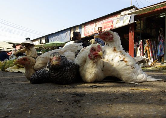Endlich wieder schöne Märkte in Südostasien sehen ...