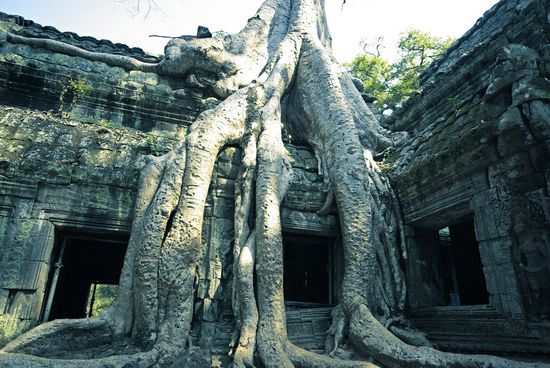 Ta Prohm - die wohl berühmteste Stelle, wir mussten fast 20min warten, um mal ein Fenster ohne andere Touristen zu erwischen