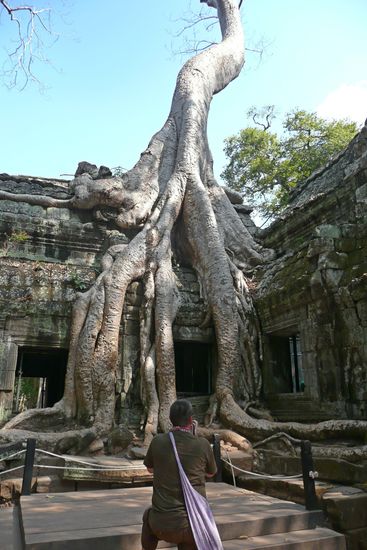 Mein Freund der Baum und ich