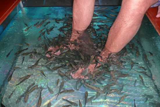 Dr, Fisch und seiner Kollegen hatten alle Flossen voll zu tun