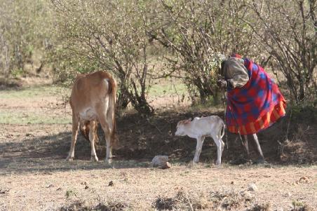 Dürre in Kenia