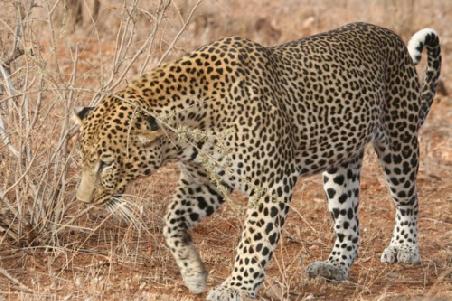 Leopard