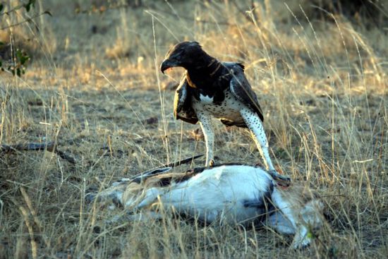 Ein Adler frisst ein Thompson.