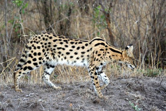In der Masai-Mara.