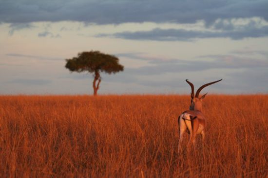 Bei Sonnenaufgang in der Masai-Mara.