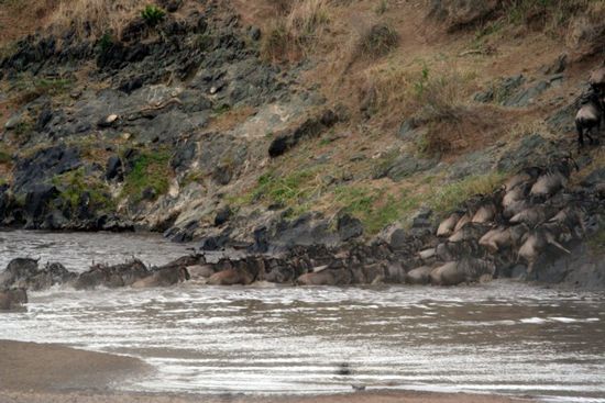Masai-Mara: Gnus überqueren den Fluss zur tansanischen Seite.